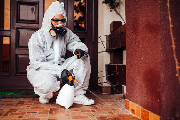Reliable Wasp Removal contractor in Budd Lake, NJ by Show Me Pest Control